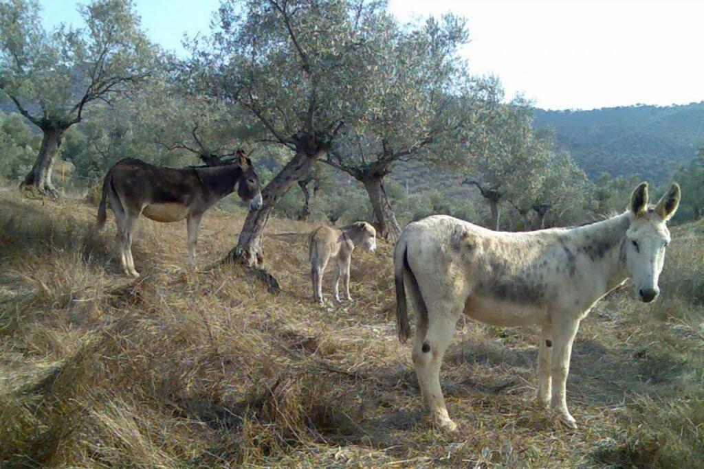 Вилла Cortijo "Era Grande 2" Кордова Экстерьер фото